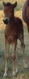 A Newborn Foal has arrived in Bulgaria