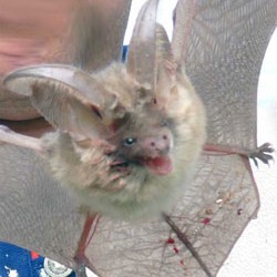 Bulgarian vampires Bat with horns and teeth