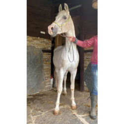 Arab stallion in Bulgaria