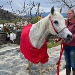 Arab horses Kardzhali Bulgaria